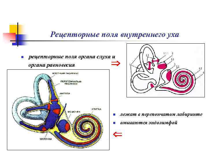 Рецепторные поля внутреннего уха n рецепторные поля органа слуха и органа равновесия n лежат