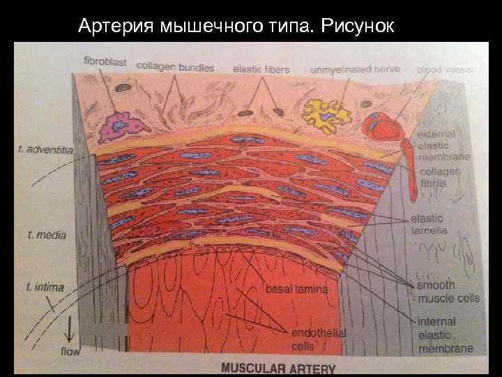 Артерия мышечного типа. Рисунок 