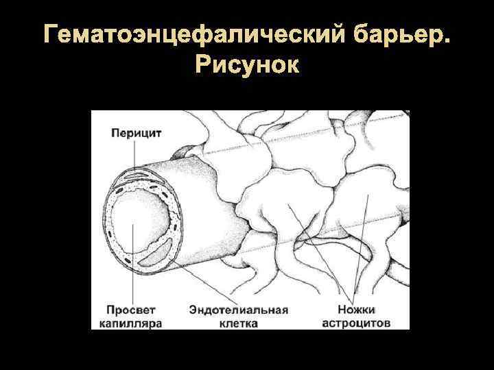 Гематоэнцефалический барьер. Рисунок 