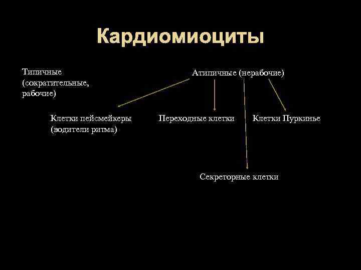 Кардиомиоциты. Классификация кардиомиоцитов. Типичные и атипичные кардиомиоциты. Секреторные кардиомиоциты. Проводящие кардиомиоциты функции.