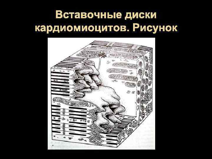 Вставочные диски кардиомиоцитов. Рисунок 