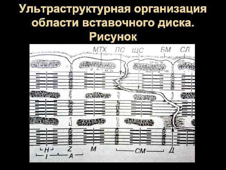 Ультраструктурная организация области вставочного диска. Рисунок 