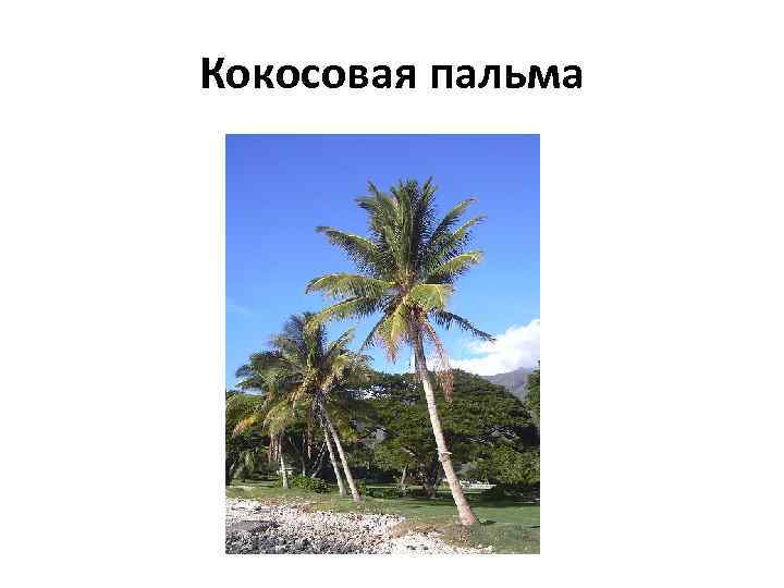 Кокосовая пальма 