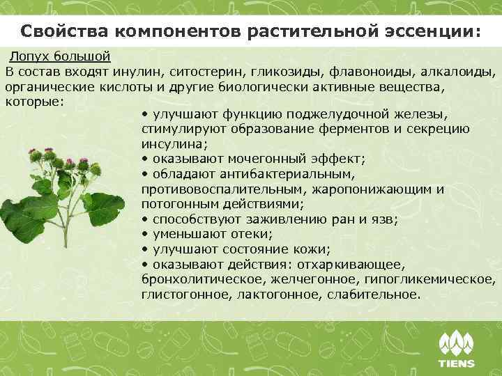 Свойства компонентов растительной эссенции: Лопух большой В состав входят инулин, ситостерин, гликозиды, флавоноиды, алкалоиды,