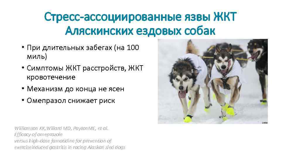 Стресс-ассоциированные язвы ЖКТ Аляскинских ездовых собак • При длительных забегах (на 100 миль) •