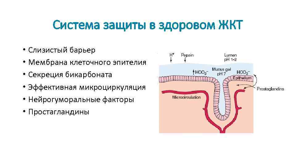 Система защиты в здоровом ЖКТ • Слизистый барьер • Мембрана клеточного эпителия • Секреция