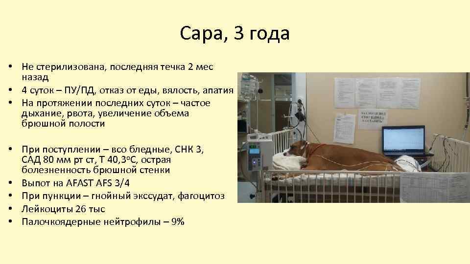 Сара, 3 года • Не стерилизована, последняя течка 2 мес назад • 4 суток