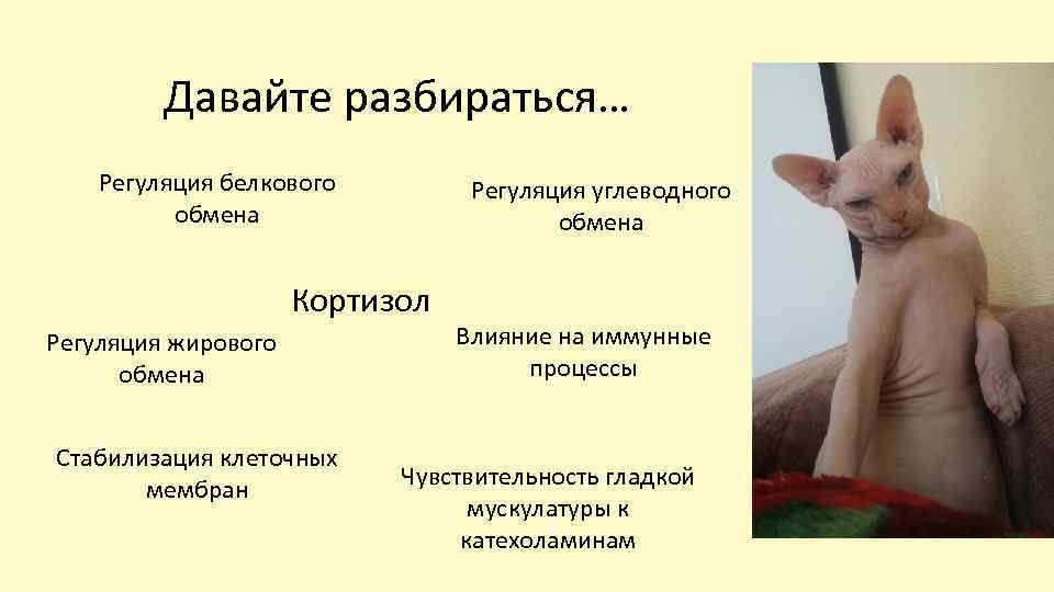 Давайте разбираться… Регуляция белкового обмена Регуляция углеводного обмена Кортизол Регуляция жирового обмена Стабилизация клеточных