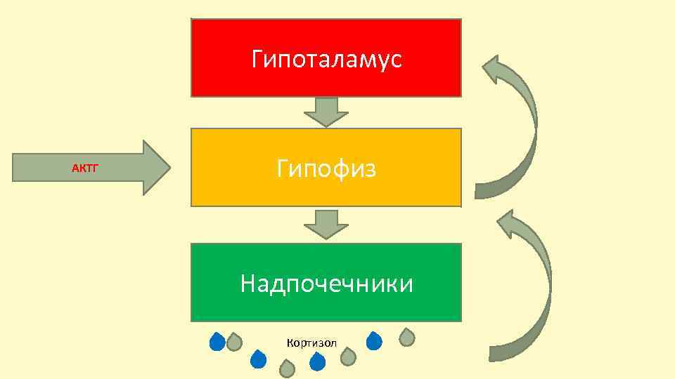 Гипоталамус АКТГ Гипофиз Надпочечники Кортизол 