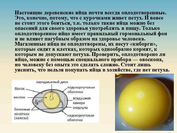 Настоящие деревенские яйца почти всегда оплодотворенные. Это, конечно, потому, что с курочками живет петух.