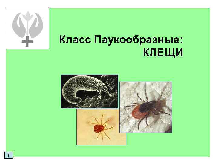 Класс Паукообразные: КЛЕЩИ 1 