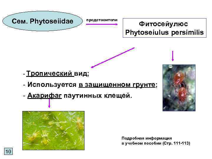 Сем. Phytoseiidae - Тропический представители Фитосейулюc Phytoseiulus persimilis вид; - Используется в защищенном грунте;