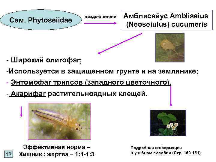 Сем. Phytoseiidae представители Амблисейус Ambliseius (Neoseiulus) cucumeris - Широкий олигофаг; -Используется в защищенном грунте