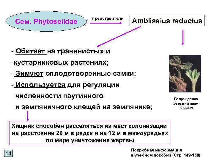 Сем. Phytoseiidae представители Ambliseius reductus - Обитает на травянистых и -кустарниковых растениях; - Зимуют