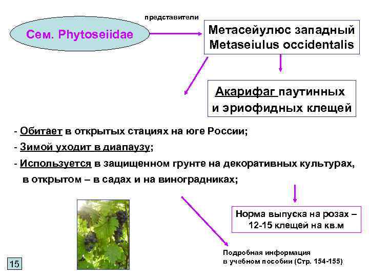 представители Сем. Phytoseiidae Метасейулюс западный Metaseiulus occidentalis Акарифаг паутинных и эриофидных клещей - Обитает