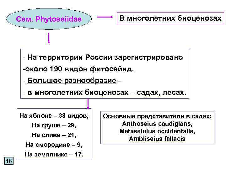 Сем. Phytoseiidae В многолетних биоценозах - На территории России зарегистрировано -около 190 видов фитосейид.