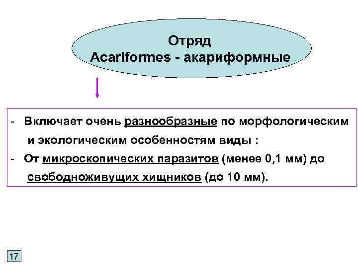 Отряд Acariformes - акариформные - Включает очень разнообразные по морфологическим и экологическим особенностям виды