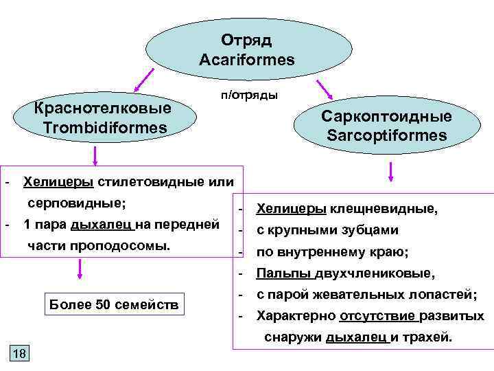 Отряд Acariformes Краснотелковые Trombidiformes п/отряды Саркоптоидные Sarcoptiformes - Хелицеры стилетовидные или серповидные; - 1