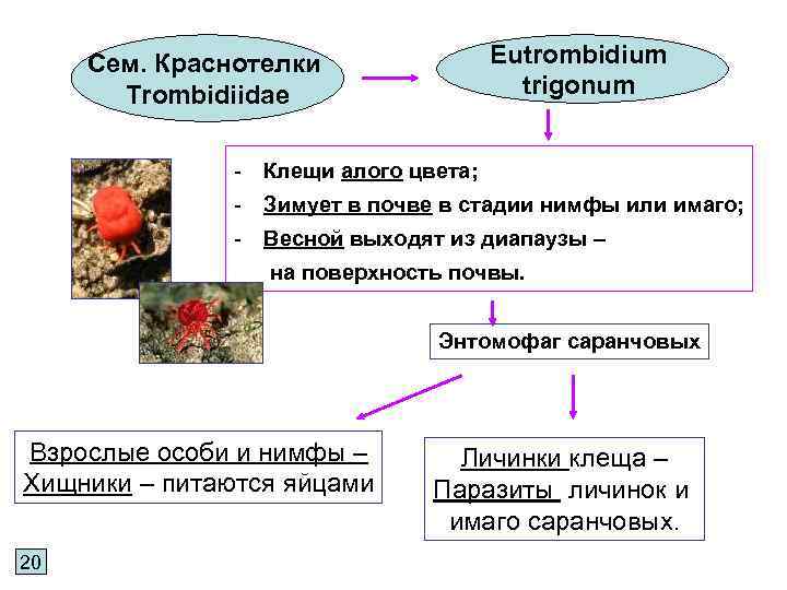 Eutrombidium trigonum Сем. Краснотелки Trombidiidae - Клещи алого цвета; - Зимует в почве в