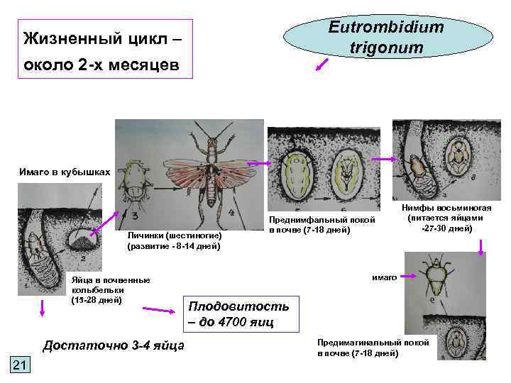 Eutrombidium trigonum Жизненный цикл – около 2 -х месяцев Имаго в кубышках Личинки (шестиногие)