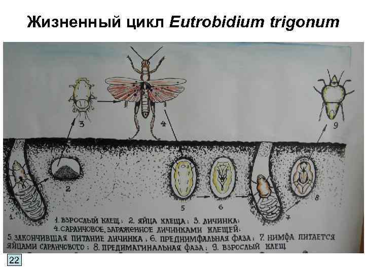 Жизненный цикл Eutrobidium trigonum 22 