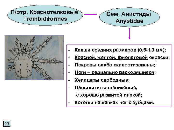 П/отр. Краснотелковые Trombidiformes Сем. Анистиды Anystidae - Клещи средних размеров (0, 5 -1, 3