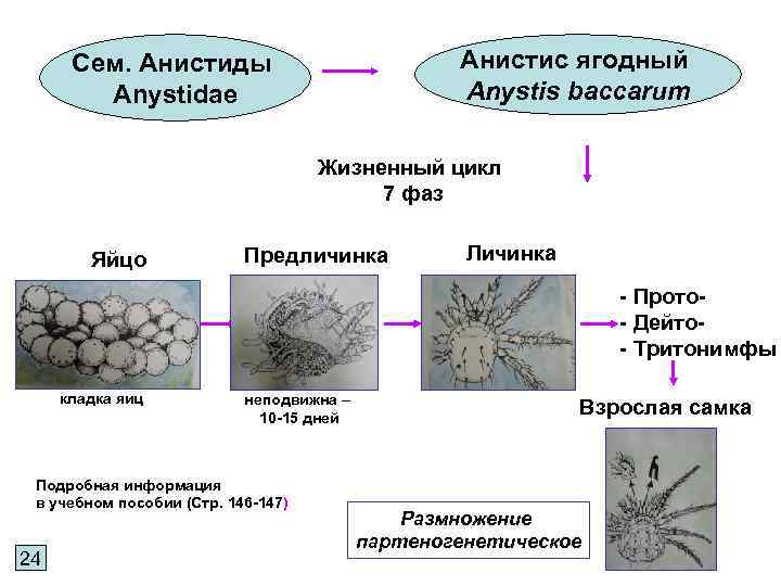 Анистис ягодный Anystis baccarum Сем. Анистиды Anystidae Жизненный цикл 7 фаз Яйцо Предличинка Личинка