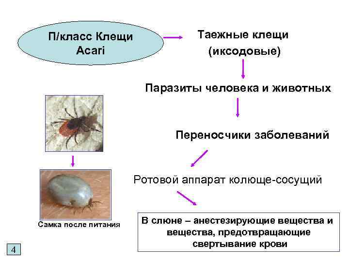 П/класс Клещи Acari Таежные клещи (иксодовые) Паразиты человека и животных Переносчики заболеваний Ротовой аппарат