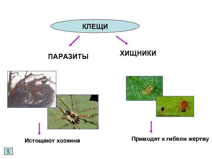 КЛЕЩИ ПАРАЗИТЫ Истощают хозяина 5 ХИЩНИКИ Приводят к гибели жертву 