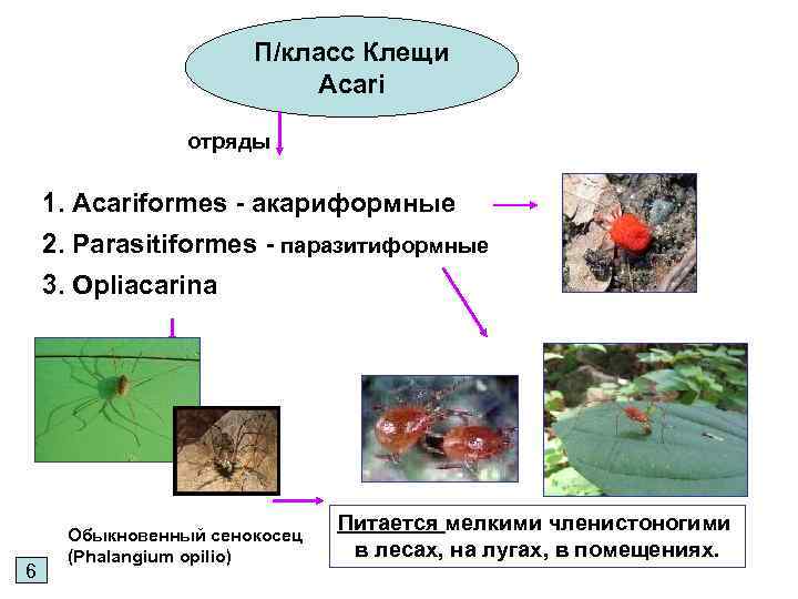 П/класс Клещи Acari отряды 1. Acariformes - акариформные 2. Parasitiformes - паразитиформные 3. Opliacarina