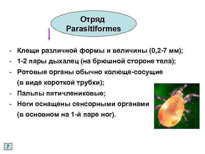 Отряд Parasitiformes - Клещи различной формы и величины (0, 2 -7 мм); - 1