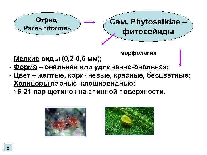 Отряд Parasitiformes Сем. Phytoseiidae – фитосейиды морфология - Мелкие виды (0, 2 -0, 6