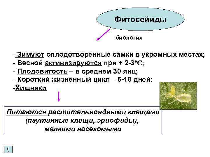 Фитосейиды биология - Зимуют оплодотворенные самки в укромных местах; - Весной активизируются при +