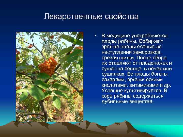 Лекарственные свойства • В медицине употребляются плоды рябины. Собирают зрелые плоды осенью до наступления