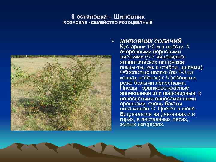 8 остановка – Шиповник ROSACEAE - СЕМЕЙСТВО РОЗОЦВЕТНЫЕ • ШИПОВНИК СОБАЧИЙКустарник 1 3 м