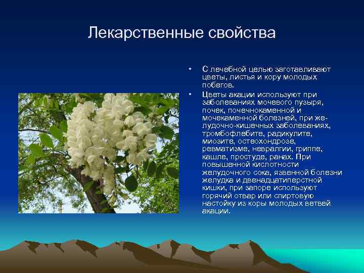 Лекарственные свойства • • С лечебной целью заготавливают цветы, листья и кору молодых побегов.