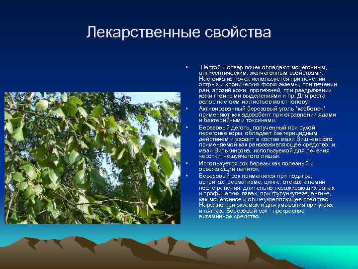 Лекарственные свойства • • • Настой и отвар почек обладают мочегонным, антисептическим, желчегонным свойствами.