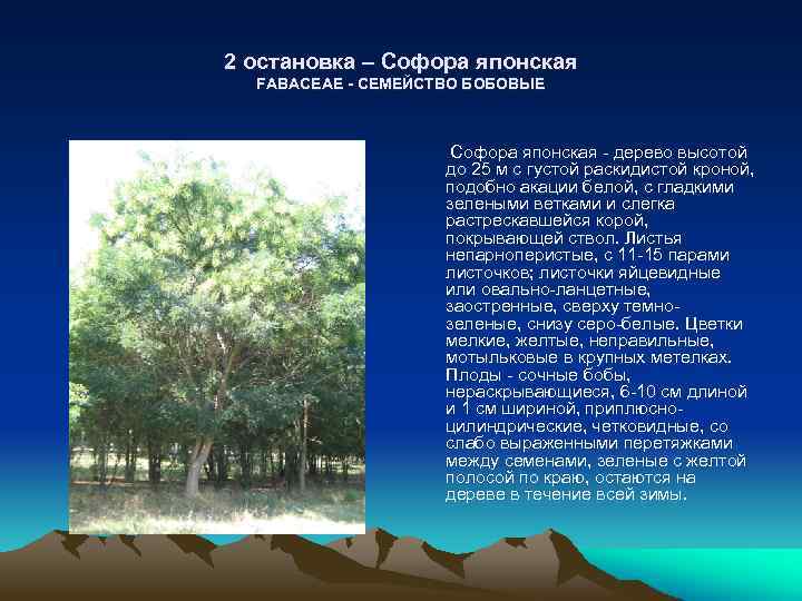 2 остановка – Софора японская FABACEAE - СЕМЕЙСТВО БОБОВЫЕ Софора японская дерево высотой до