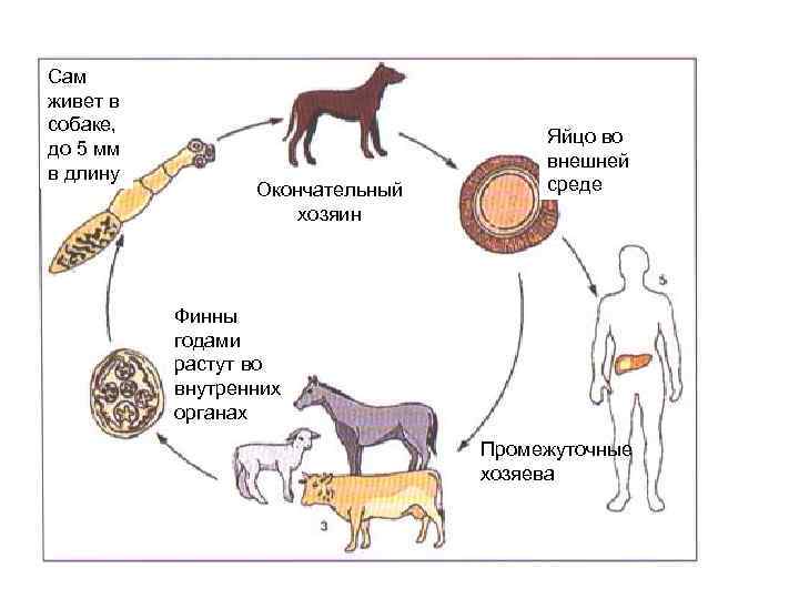 Каким номером на рисунке обозначена стадия жизненного цикла паразита которая попадает