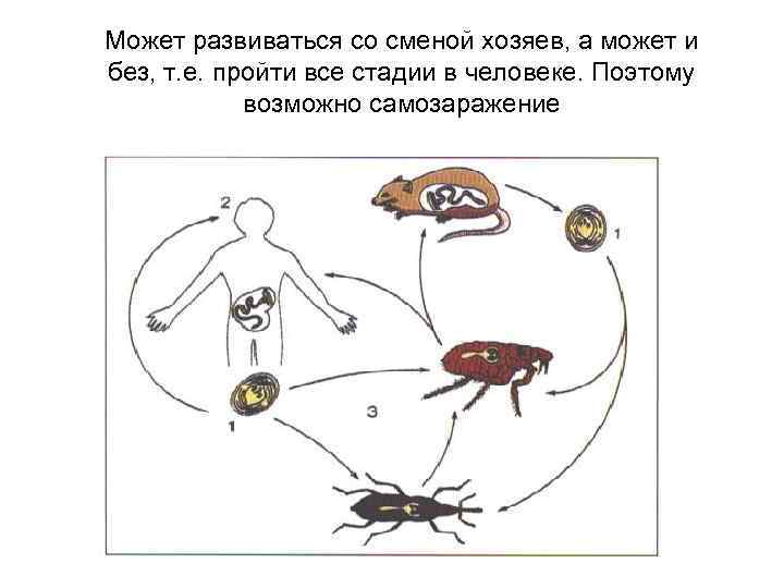 Каким номером на рисунке обозначена стадия жизненного цикла паразита покидающая тело промежуточного