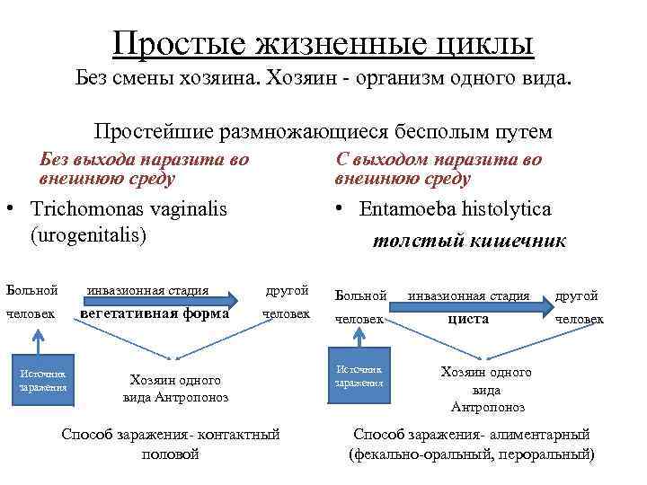 Жизненные циклы паразитов