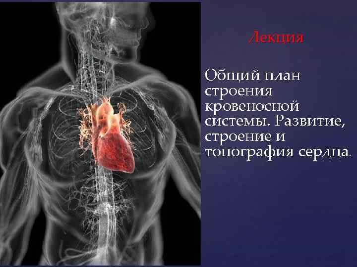 { Лекция Общий план строения кровеносной системы. Развитие, строение и топография сердца. 