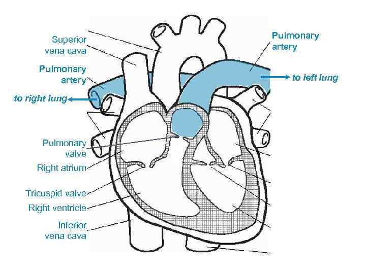 Superior vena cava Pulmonary artery to right lung Pulmonary valve Right atrium Tricuspid valve
