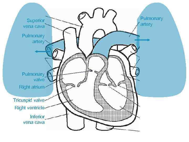Superior vena cava Pulmonary artery Pulmonary valve Right atrium Tricuspid valve Right ventricle Inferior