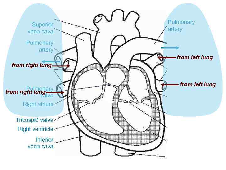 Superior vena cava Pulmonary artery from left lung from right lung Pulmonary from right