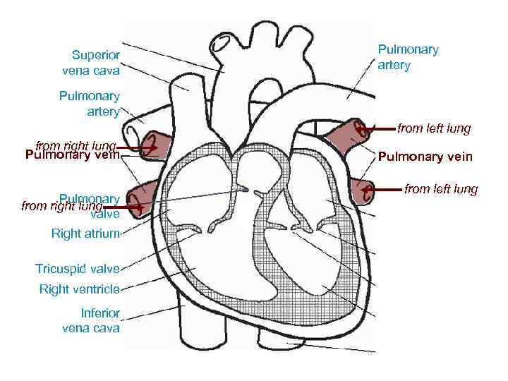 Superior vena cava Pulmonary artery from left lung from right lung Pulmonary vein Pulmonary