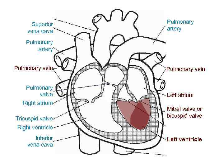 Superior vena cava Pulmonary artery Pulmonary vein Pulmonary valve Right atrium Tricuspid valve Pulmonary