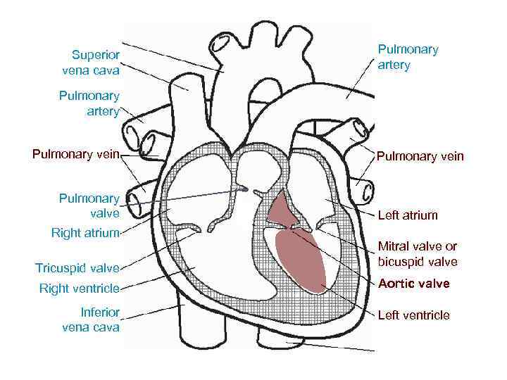 Superior vena cava Pulmonary artery Pulmonary vein Pulmonary valve Right atrium Tricuspid valve Pulmonary