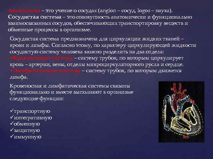 Ангиология – это учение о сосудах (angion – сосуд, logos – наука). Сосудистая система