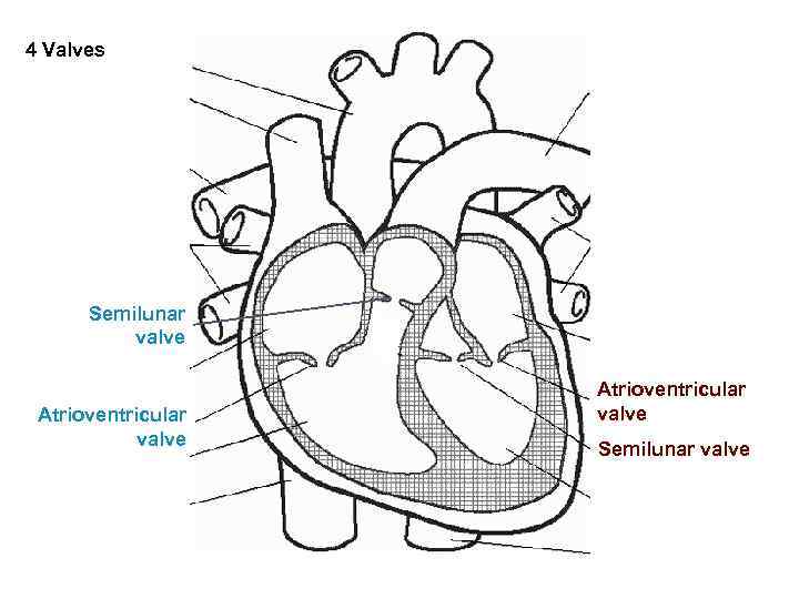 4 Valves Pulmonary Semilunar valve Atrioventricular Tricuspid valve Mitral valve or Atrioventricular bicuspid valve